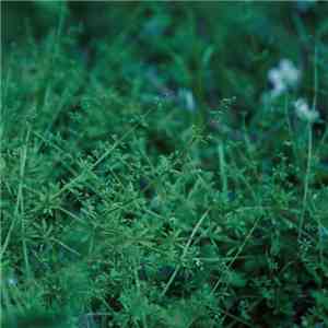 chouchou merged syrups. - clepsydra