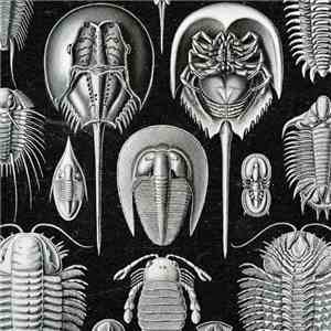 Teknomom - La Marche Des Arthropodes