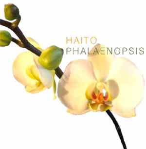 Haito - Phalaenopsis