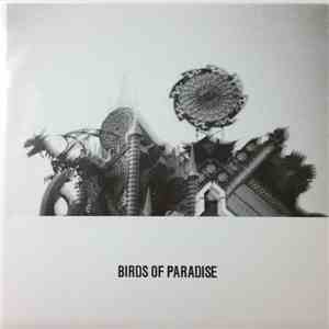 Birds Of Paradise  - Love Is Confusion