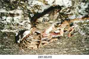 Dry Heave  - Demo 2014