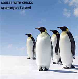 Adults With Chicks - Aptenodytes Forsteri