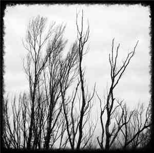Arbre  - II