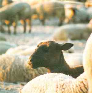 The Bible Society - Sheep
