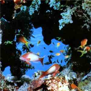 Ciudad Jardin - Atun y Algas