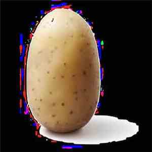 Silent In The Forest - Potato