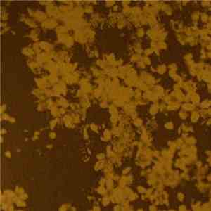 Claudio Cataldi, Female Edition - Sideline / Distills A Grain Of Lover's So ...
