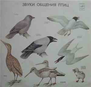 No Artist - Звуки Общения Птиц / Sounds Messaging Birds