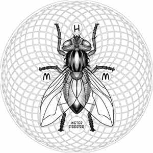 Hail Mary Mallon -  Meter Feeder