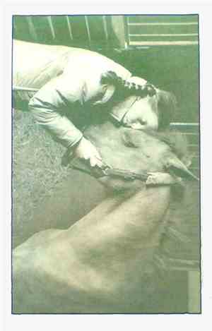 Crosse Humiliation - A Very Young Rider