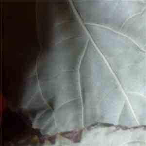 Oszlopos - Longing Farewell From Autumn