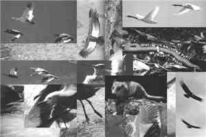 Uton / I Am Just A Pupil / My Bizarre Bayuk - Split