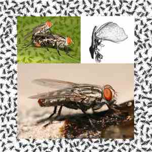 Bug Catcher - Paramacronychiinae Necrophage Behaviour