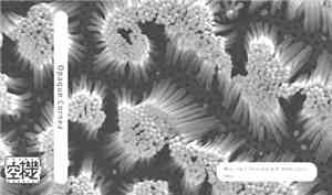 Opaque Cornea - Opaque Cornea