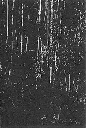 Old Oak / Mons Veneris - Old Oak / Mons Veneris