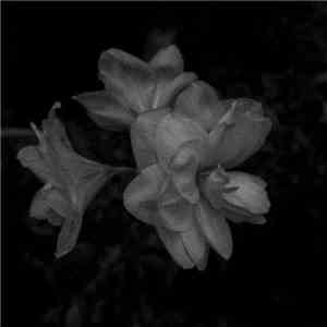 Weeping Wound - Growth EP
