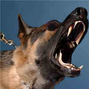 Zowk - Bark