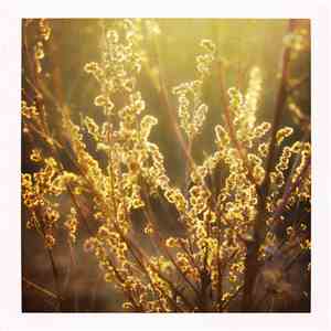 From The Willowmeadow - The Heart Sleeps Tonight