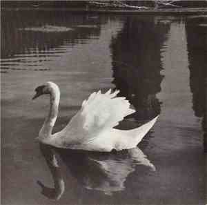 Unknown Artist - Le Cygne