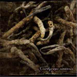 Lycaon - Cordyceps Sinensis