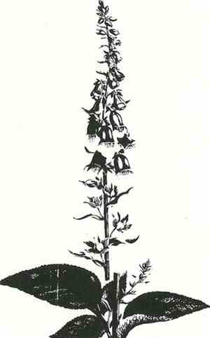 Earn - Lacewing