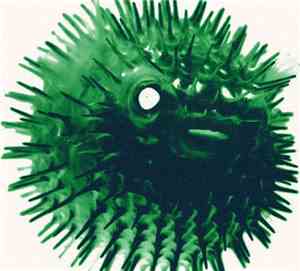 Deafness - Fugu