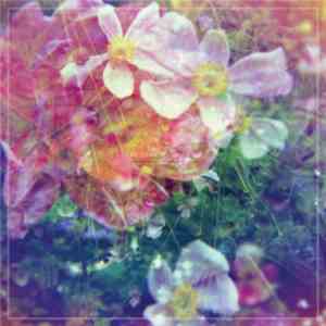 The Stargazer Lilies - We Are The Dreamers