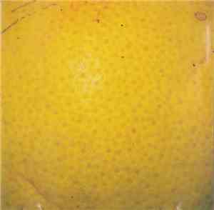 The Coctails - Peel