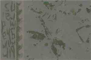 Birmingham Drains - Seahag