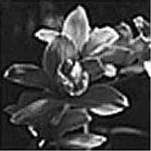 Psylocke  - Piha