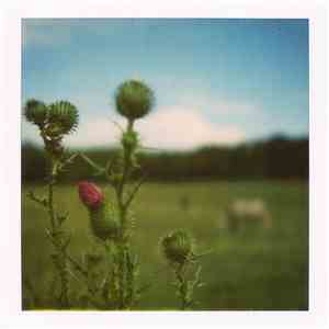 From The Willowmeadow - La Douleur Exquise