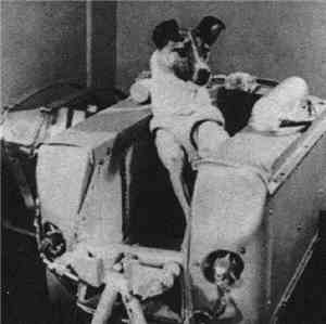 Navel - Laika