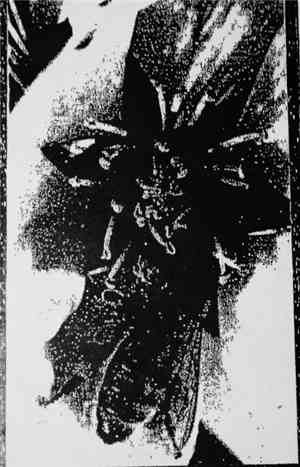 Tollund Men - Looking For Love b/w Chains Of Desire