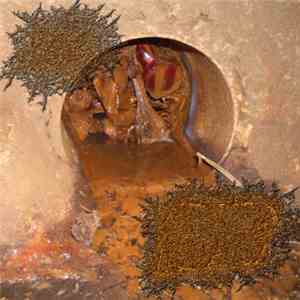 Clogged Orifice / Intestinal Mastication - Untitled
