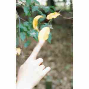 Celer - In The Finger-Painted Fields Of The Eyes