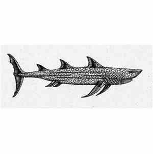 CPTN - The Jaguar Shark EP